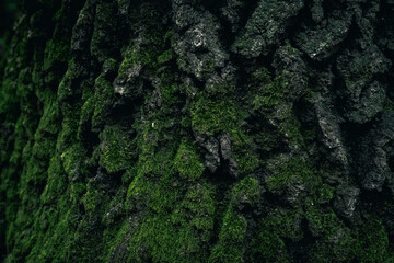Moss on an old tree bark