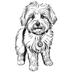 Coton de Tulear dog vector face drawing portrait, sketch vintage style transparent background sketch drawing