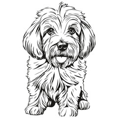 Coton de Tulear dog head line drawing vector,hand drawn illustration with transparent background ready t shirt print