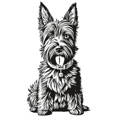 Scottish Terrier dog realistic pet illustration, hand drawing face black and white vector