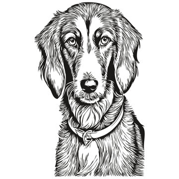 Saluki dog portrait in vector, animal hand drawing for tattoo or tshirt print illustration