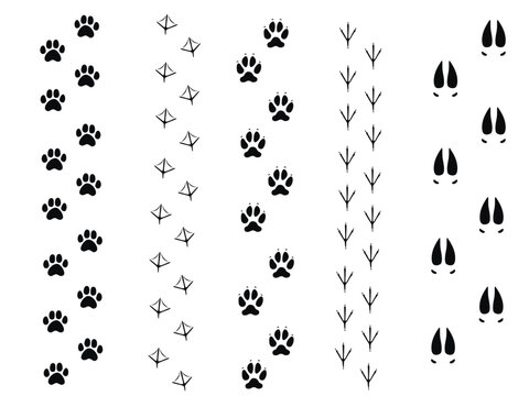 Vector set of animals footprints.