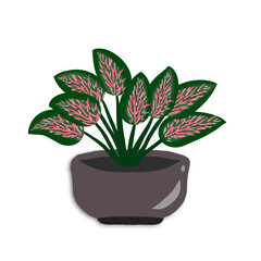 Blossoming Indoor Caladium Plant on a pot