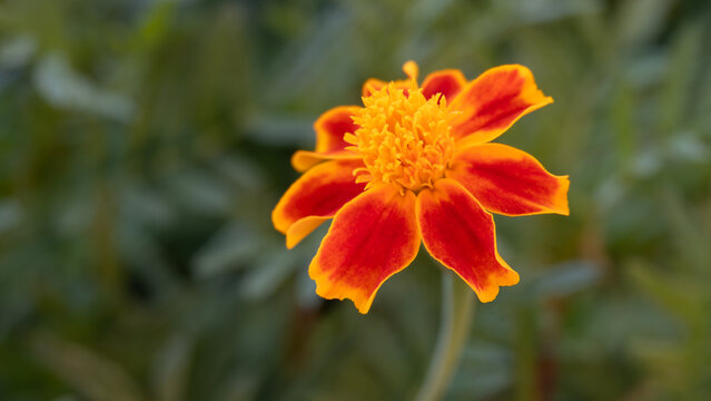Signet Marigold" Images  Browse 507 Stock Photos, Vectors, and Video |  Adobe Stock