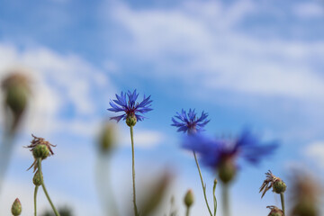 Obraz na płótnie Canvas Beautiful blue cornflowers against the blue sky