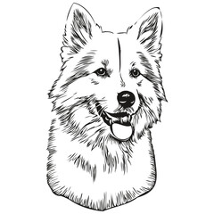 American Eskimo dog vector graphics, hand drawn pencil animal line illustration sketch drawing