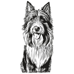 Bearded Collie dog line illustration, black and white ink sketch face portrait in vector ready t shirt print