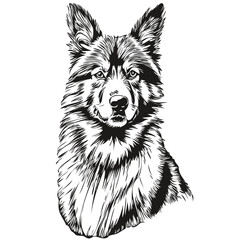 Belgian Tervuren dog line illustration, black and white ink sketch face portrait in vector sketch drawing