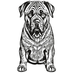 Bullmastiff dog portrait in vector, animal hand drawing for tattoo or tshirt print illustration realistic breed pet