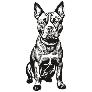 American Staffordshire Terrier dog isolated drawing on white background, head pet line illustration realistic breed pet