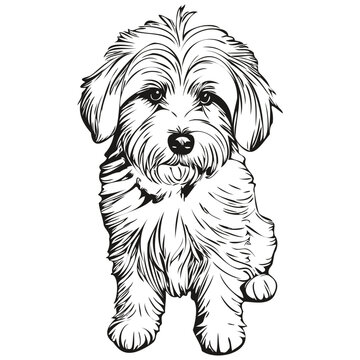 Coton de Tulear dog face vector portrait, funny outline pet illustration white background