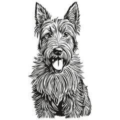 Scottish Terrier dog cartoon face ink portrait, black and white sketch drawing, tshirt print