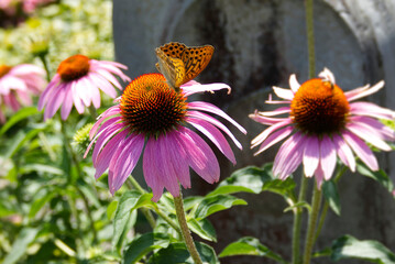 Silver-washed Fritillary (Argynnis paphia) butterfly sitting on a echinacea flower in Zurich,...