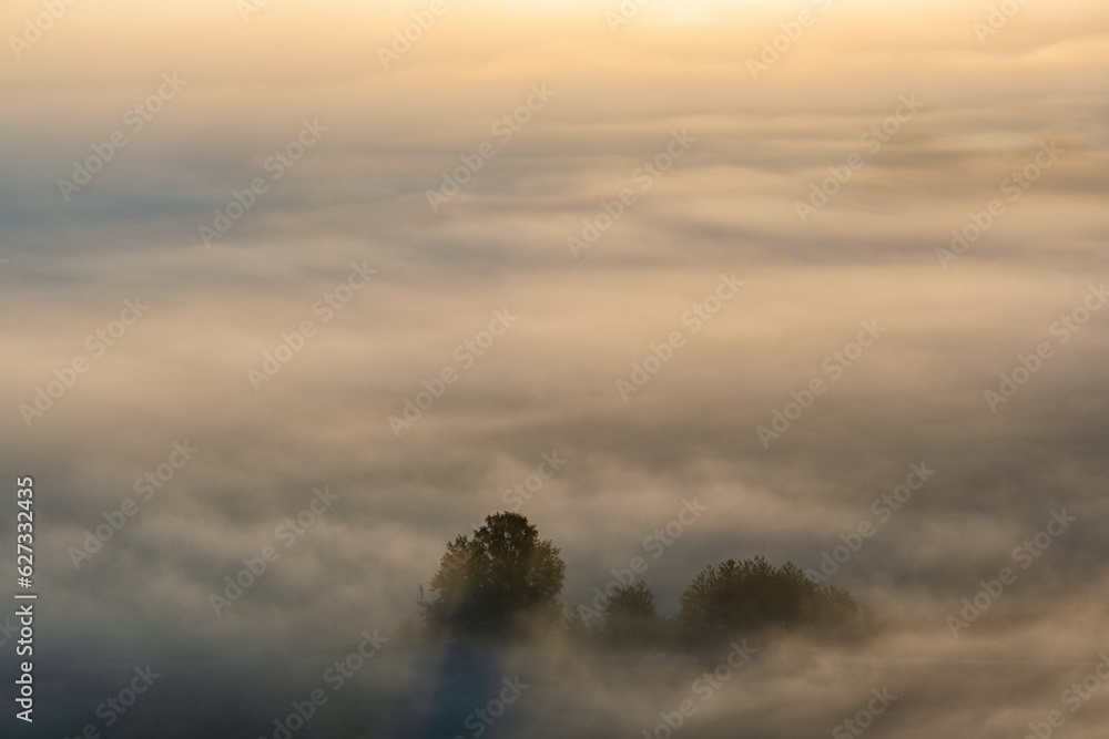 Canvas Prints Misty morning with treetops over the fog