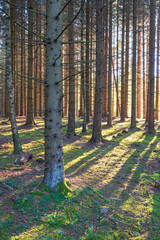 Fototapety na wymiar - Fototapeta24.pl