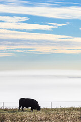 Grazing cow with mist at the horizon