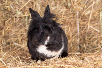 Biało czarny królik miniaturka na sianie - obrazy, fototapety, plakaty