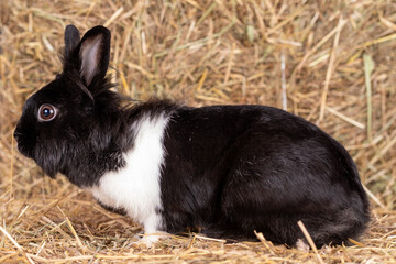 Biało czarny królik miniaturka na sianie - obrazy, fototapety, plakaty