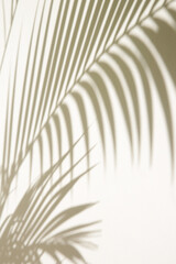 Fototapeta premium Palm tree shadows on white wall 