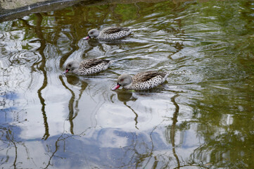 Anas capensis known as Cape teal swimming in spring lake