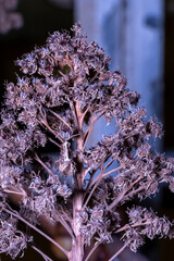 Fiore di notte