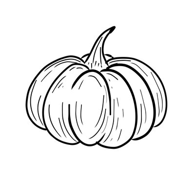 Hand drawn line art pumpkin. Isolate on transparent background PNG file.