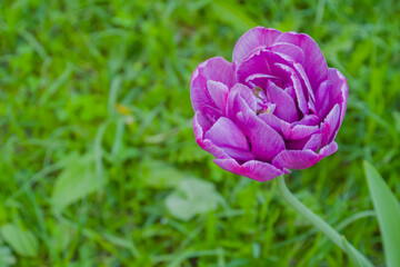 One purple tulip negrita double flower against blurred green grass background - close up, copyspace. Nature, floral, blooming and gardening concept