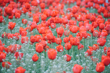 Obraz premium colorful tulip background close-up view