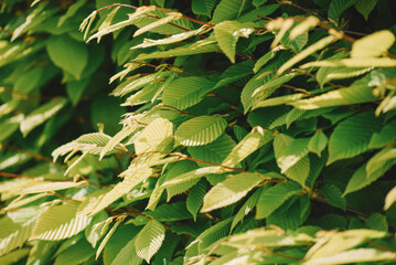 Fototapeta na wymiar green leaves backdrop close-up view