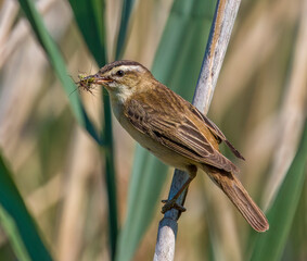 Sedge Warbler, beak full of insects