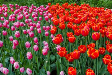 Colorful spring meadow with lot red tulip power play and pink tulip dutch design flowers. Nature, floral, blooming and gardening concept