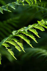 Minimal nature detail, environment concept, space for text