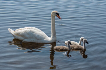  baby swans cygnets swimming with parent swans