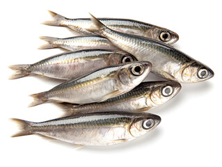 Obraz premium Sardines isolated on white background.