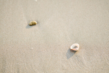 Fototapeta na wymiar Sand surface with sea shells