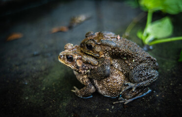 Toads are mating in the puddle after the rain.