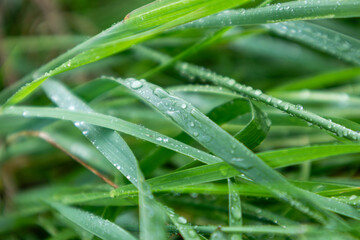 Green spring grass leaves in rain water drops close-up with blur. Nature fresh  patterns