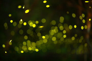 Firefly, lightning bugs flying at night in the forest