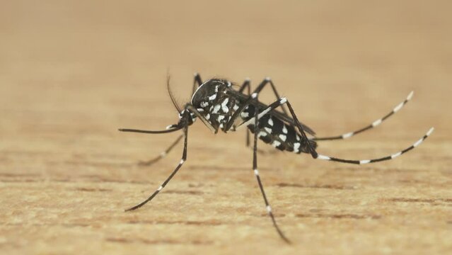 Tiger mosquito on the floor