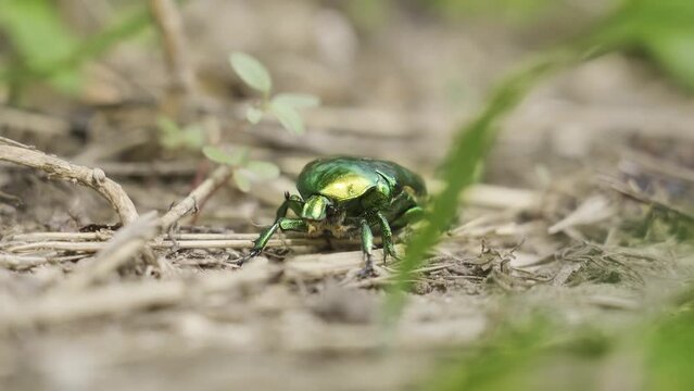 A green beetle belonging to the Scarabeidae family