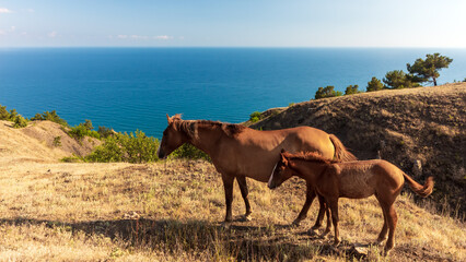 Wild horses in the mountains by the sea in the summertime.