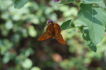 Mariposa naranja, detalle
