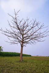Obraz premium Lonely Bombax ceiba tree in the field under the blue sky