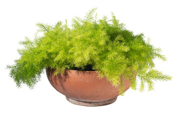 Vibrant foliage houseplant Asparagus sprengeri decorative pot, isolated on white background....