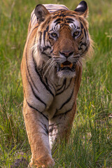 Tiger of Bandhavgarh National Park