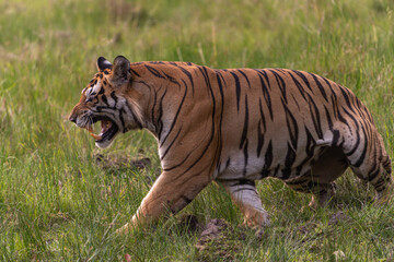 Tiger of Bandhavgarh National Park
