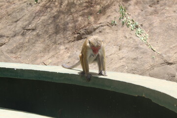 monkey