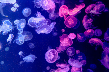 Colorful Jellyfish underwater. Jellyfish moving in water.