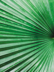 Obraz premium Green palm leaf pattern with water droplets natural bright backdrop background design template wallpaper