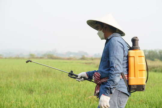 Asian farmer uses herbicides, insecticides chemical spray to get rid of weeds and insects or plant disease in the rice fields. Cause air pollution. Environmental , Agriculture chemicals concept.    